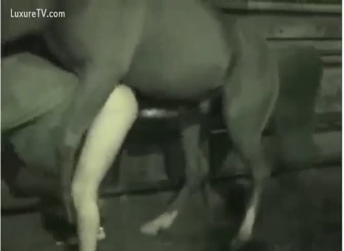 Dude Pounds The Shit Out - Horse fucks his owner drives him mad - Zoo Porn Horse Sex, Zoophilia