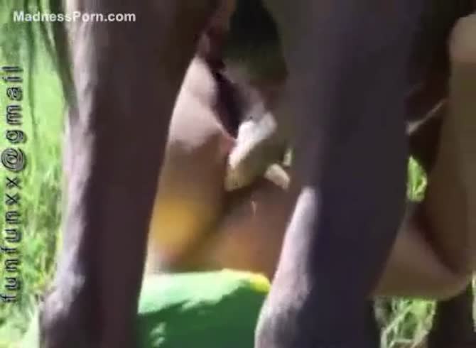 Jungle Horse Fuck - Lilly loves getting group-fucked by a horse in the forest - Zoo Porn Horse  Sex, Zoophilia