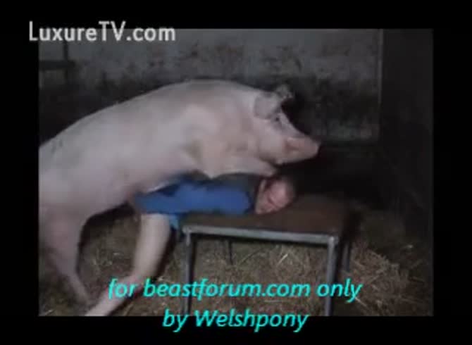 Animal Farm Porn Captions - Man screwed with Beastiality by a pig at the farm - Zoophilia