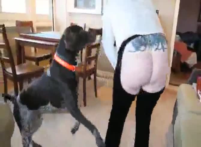 Dogs Cock Jerking