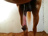 horse erection
