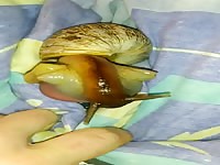 Fucking Big Snail And Cumshot