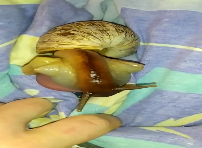 Snail Porn - Fucking Big Snail And Cumshot - Extrem Sex and Taboo Porn.