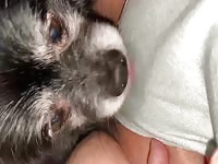 Buddy licks mommy’s pussy