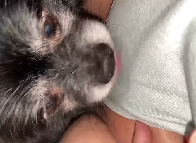 Dog Licking My Pussy - Buddy licks mommy's pussy - Zoo Porn Dog Sex