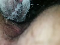 Mi Little dog Lick my anus