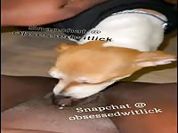 Dog licking pierced black pussy before bath 