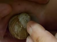 Snail Sex 