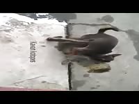 Little dog fucking a cat pussy 