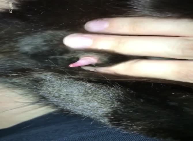 Teen Girl licking Cats tiny Penis Jerking Cat Dick Cum - Zoophilia