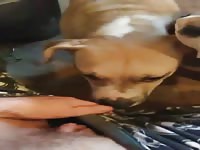 queen lily wants dog cock