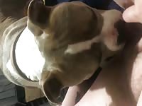 Sweet pup licks hairy pussy