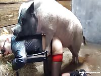 Live show bestiality 