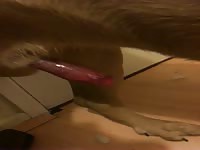 The drops of dog
