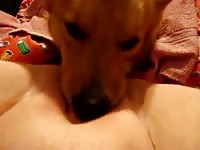 dog is a expert eating pussy