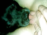 Thoroughly Licked 