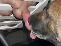 Dog Licking Cock Dry of Cum Load Drone Bust