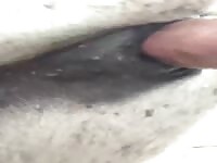 Gozando na buceta da egua