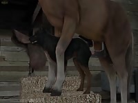 Horse and dog fucking 
