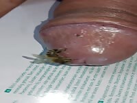 insect fuck cock extrem