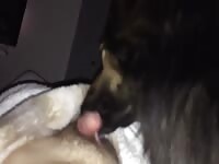 Family dog secretly licking my cock while family is asleep