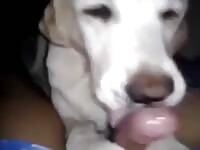 Dog licking dick