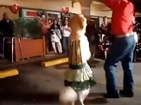Dog licks dick after a night of dancing