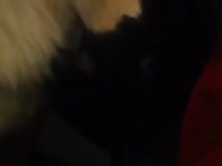 Cum eating dog