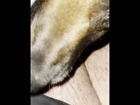 Dog licks soft cock to hard on and I cum twice 