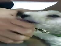 Dog 01