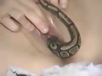 Snakey in pussy