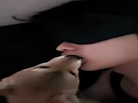 Man kiss dog