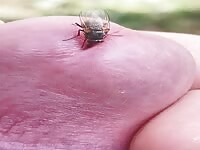 Flies enjoy my cock 