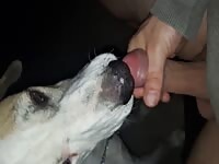Dog licks boy cock