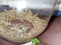 Pain cbt insertion bdsm extrem pervers maggots eating cock