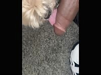 Small female dog lick black cock