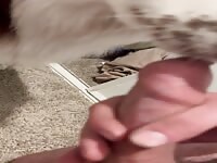 Dog licking owners foreskin