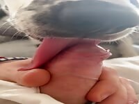 licks