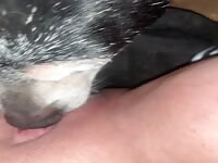 K9 devouring a pretty pink pussy