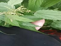 A taste of nettles 