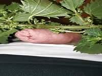 Have fun with nettles 