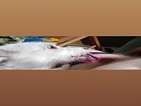 My girl dog like my cock 