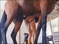 Knot my horse