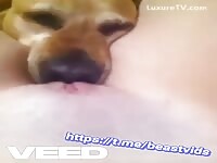 Dog lick