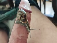 Snail