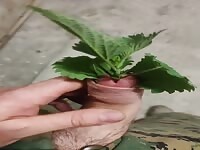 Passion for nettles 