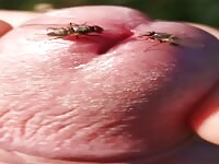 Flies crawling on cock 