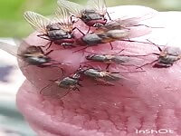 Flies lying on my cock 