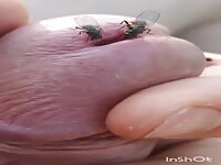 Flies crawling on cock 