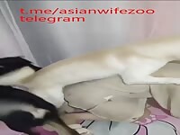 asian wife love dogs